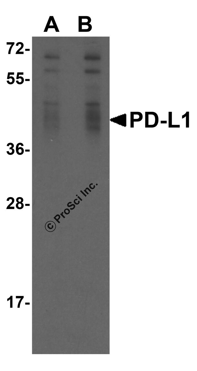 Figure 1 Overexpression Validation of PD-L1 in 293 Cells 
Loading: 15 &#956;g of lysates per lane.
Antibodies: RF16035 (A, 0.25 &#956;g/mL; B, 0.5 &#956;g/mL) , 1 h incubation at RT in 5% NFDM/TBST.
Secondary: Goat anti-mouse IgG HRP conjugate at 1:5000 dilution.