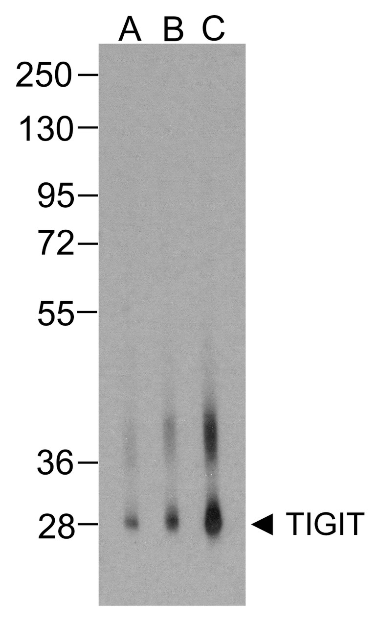 Western blot analysis of TIGIT in over expressing HEK293 cells using RF16054 antibody at (A) 0.25 &#956;g/ml, (B) 0.5 &#956;g/ml, and (C) 1 &#956;g/ml.