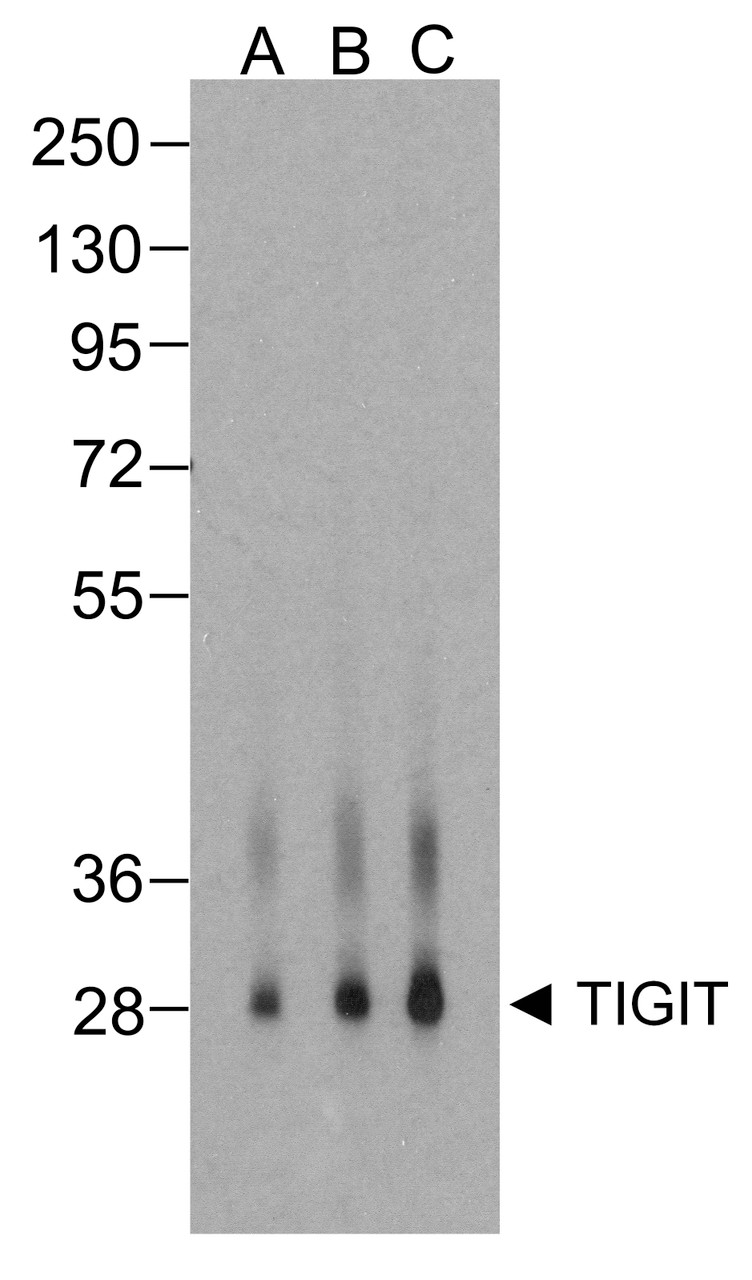 Western blot analysis of TIGIT in over expressing HEK293 cells using RF16055 antibody at (A) 0.25 &#956;g/ml, (B) 0.5 &#956;g/ml, and (C) 1 &#956;g/ml.