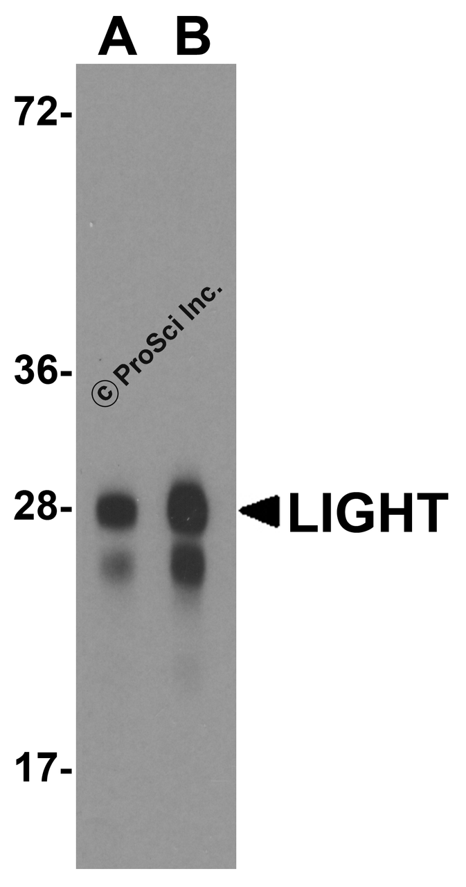 Western blot analysis of LIGHT in overexpressing HEK293 cells with LIGHT antibody at 0.5 and 1 &#956;g/ml