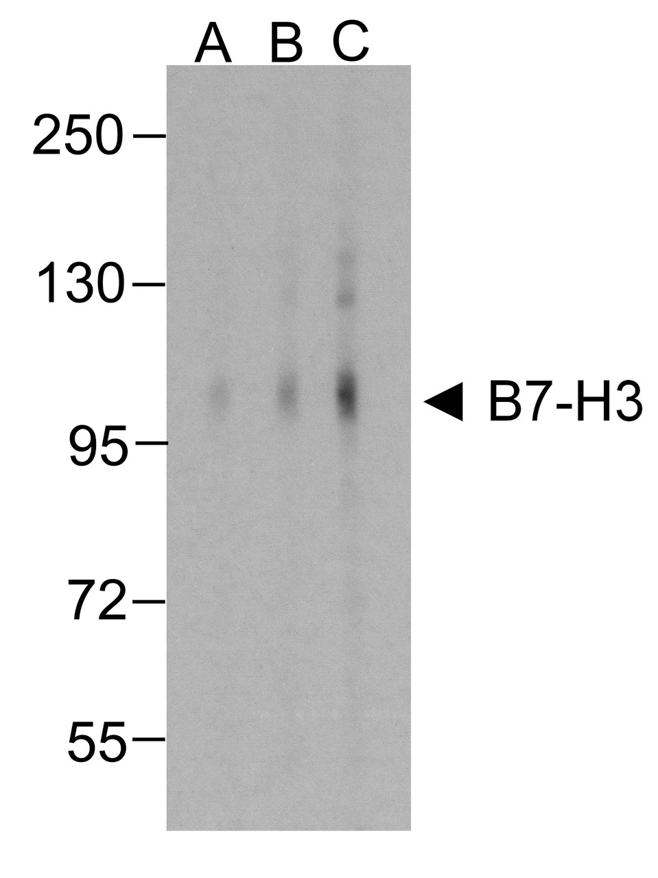 Western blot analysis of B7-H3 in HEK293 cells using B7-H3 antibody at (A) 0.25 (B) 0.5 and (C) 1 &#956;g/ml.