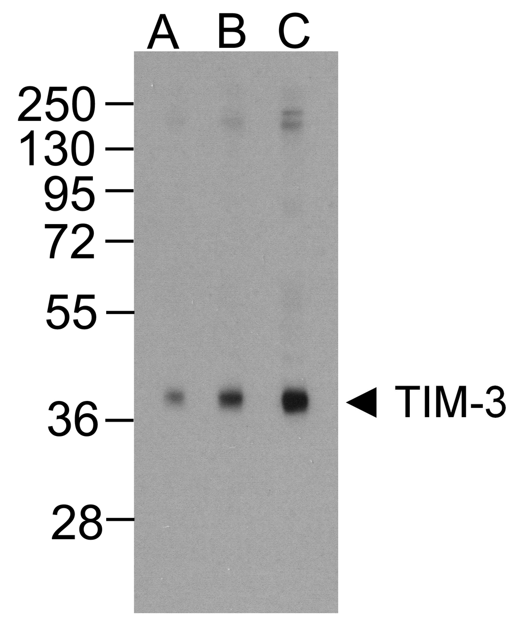 Western blot analysis of TIM-3 in overexpressing HEK293 cells TIM-3 antibody at (A) 0.25, (B) 0.5, and (C) 1 &#956;g/ml