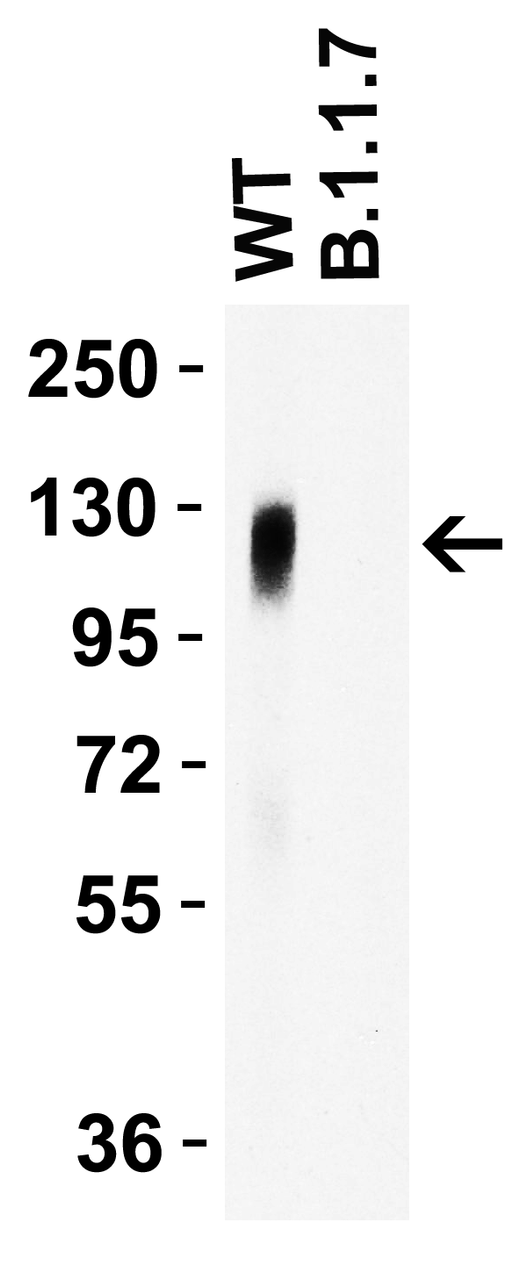 Figure 2 WB Validation of Spike 681P Antibodies with SARS-CoV-2 Spike S1 Protein 
Loading: 30 ng of SARS-CoV-2 spike S1 proteins: WT and alpha variant (B.1.1.7, UK) .
Detection Antibodies: SARS-CoV-2 Spike 681P antibody, PM-9366, 1 ug/mL, incubated at RT for 1 hr.
Secondary Antibodies: Goat anti-mouse HRP at 1:5, 000, incubated at RT for 1 hr.
SARS-CoV-2 spike 681P antibody (PM-9366) detected WT spike S1 protein (10-300) , but not alpha variant spike S1 protein by WB. </strong>