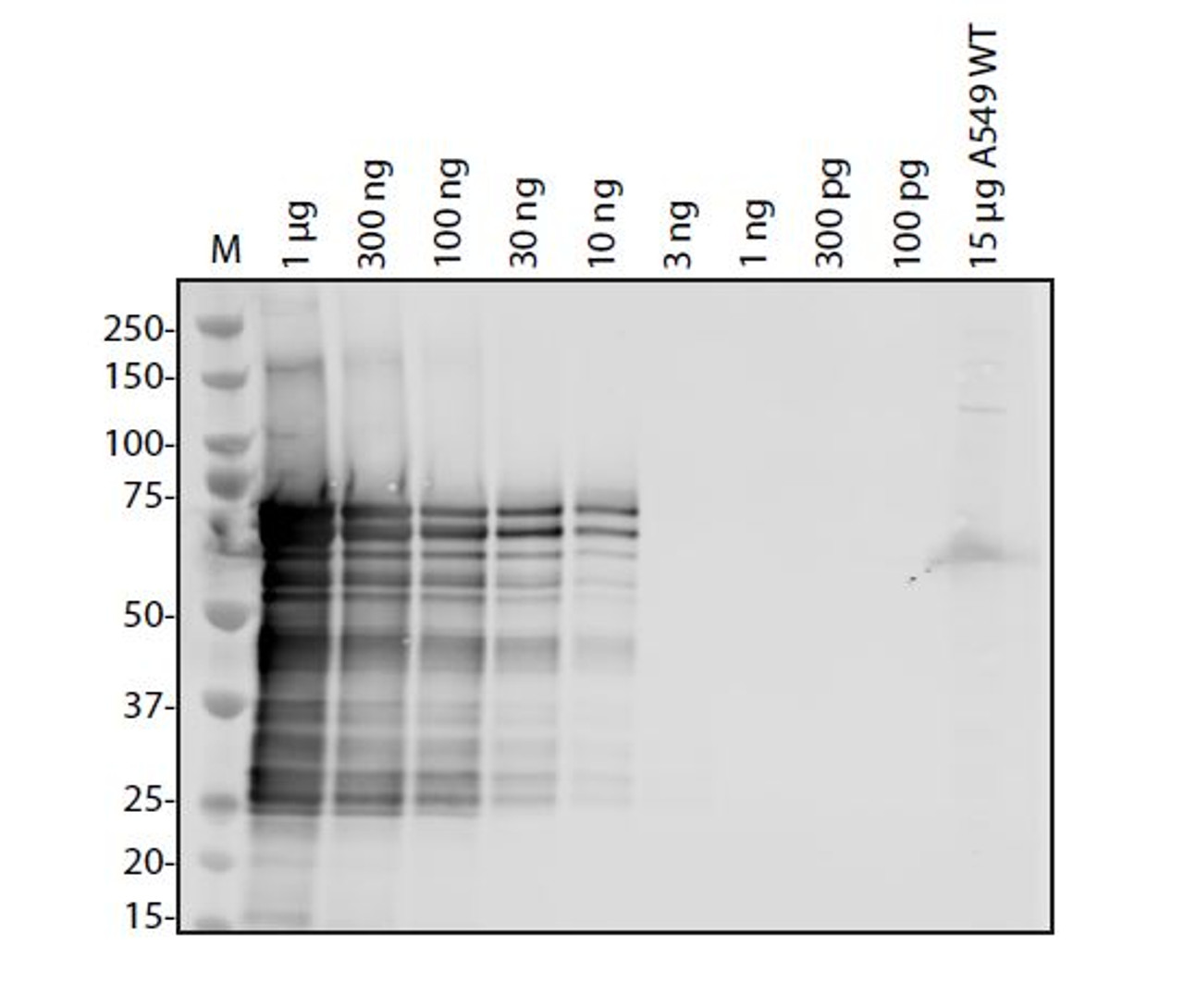 Antibody used at 1 &#956;g/ml in WB.