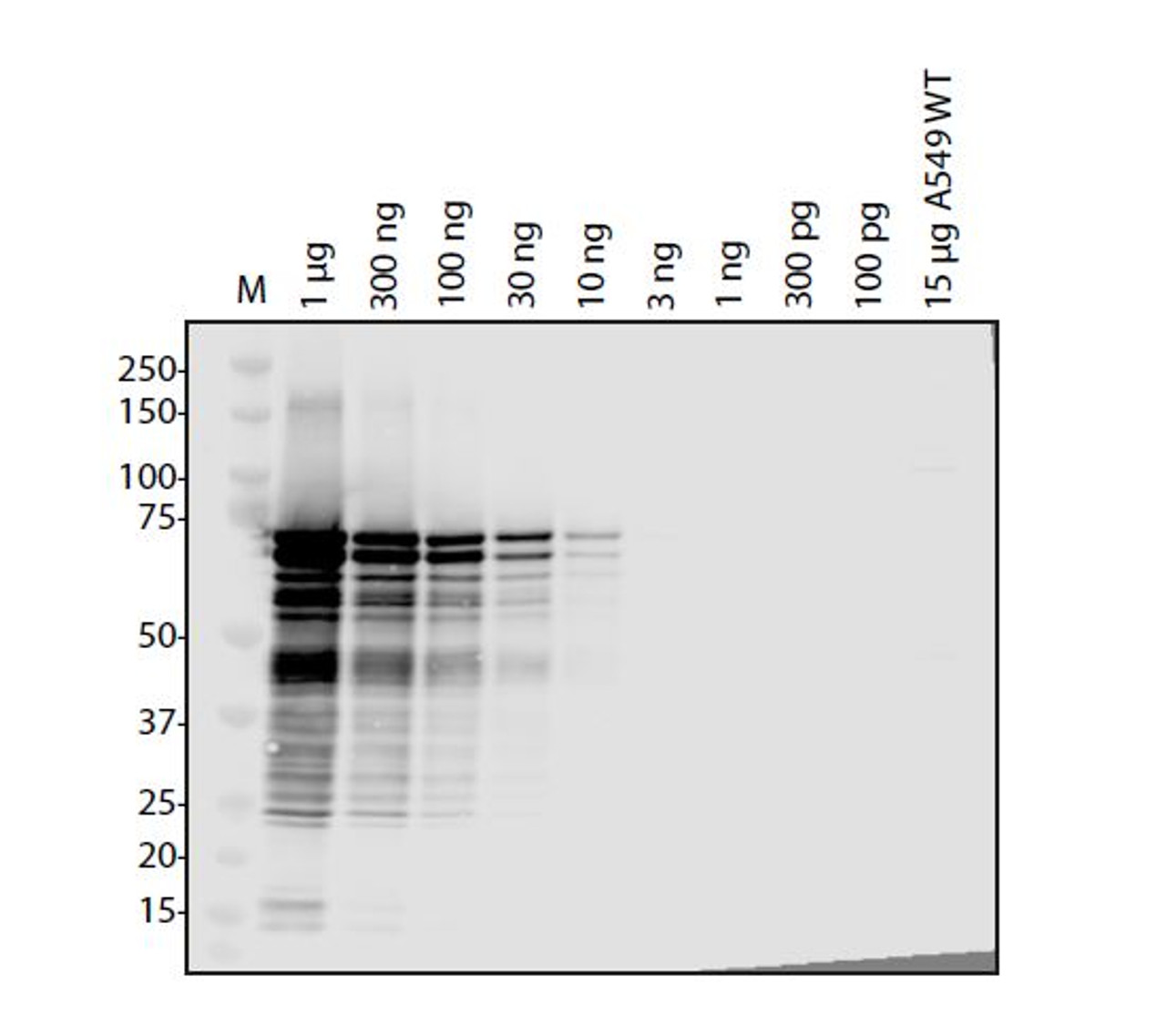 Antibody used at 1 &#956;g/ml in WB.