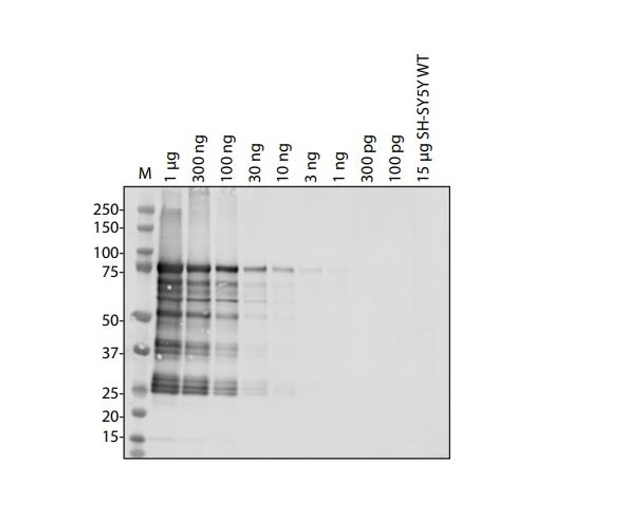 Antibody used at 1 &#956;g/ml in WB.