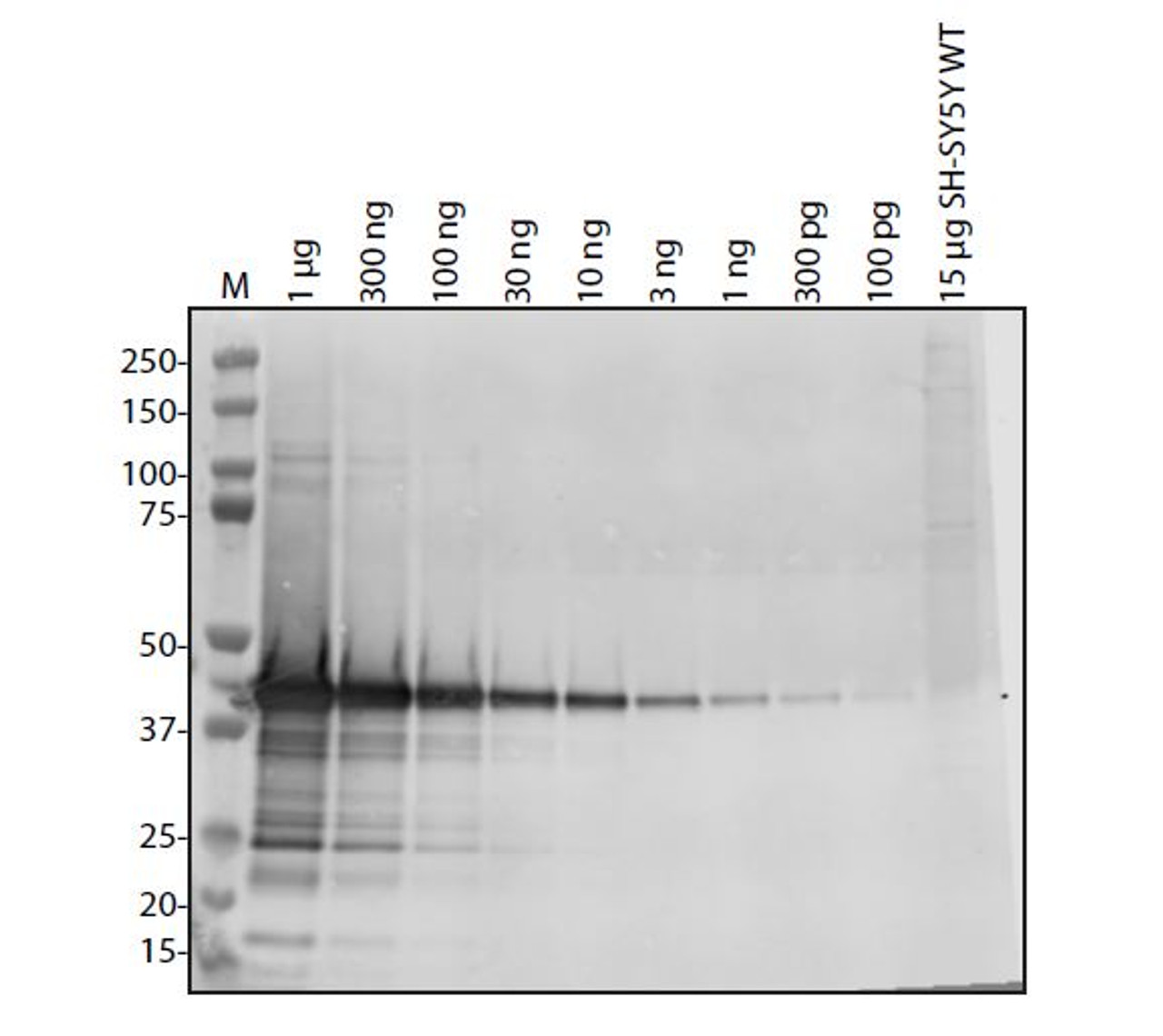 Antibody used at 1 &#956;g/ml in WB.