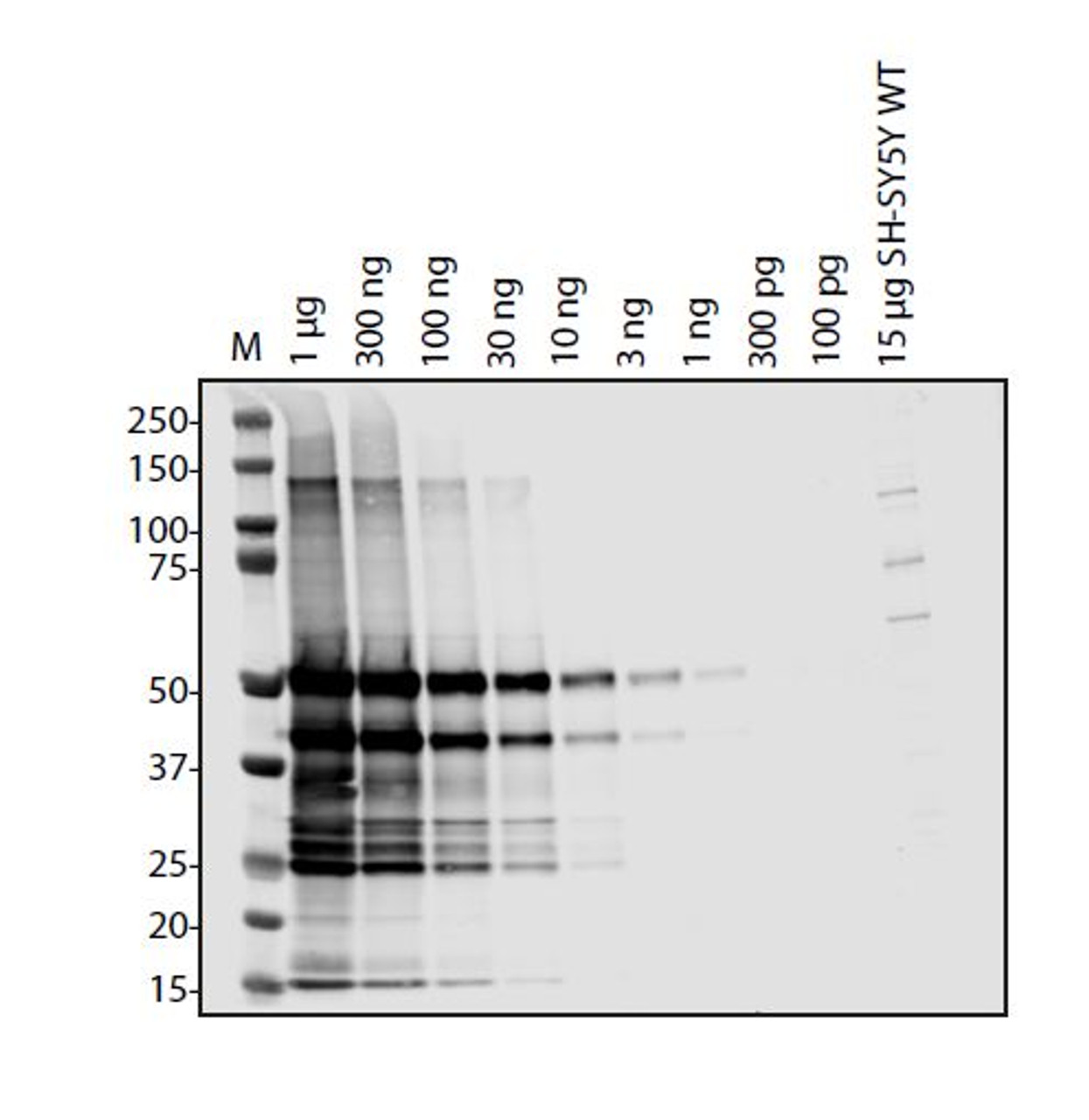 Antibody used at 1 &#956;g/ml in WB.