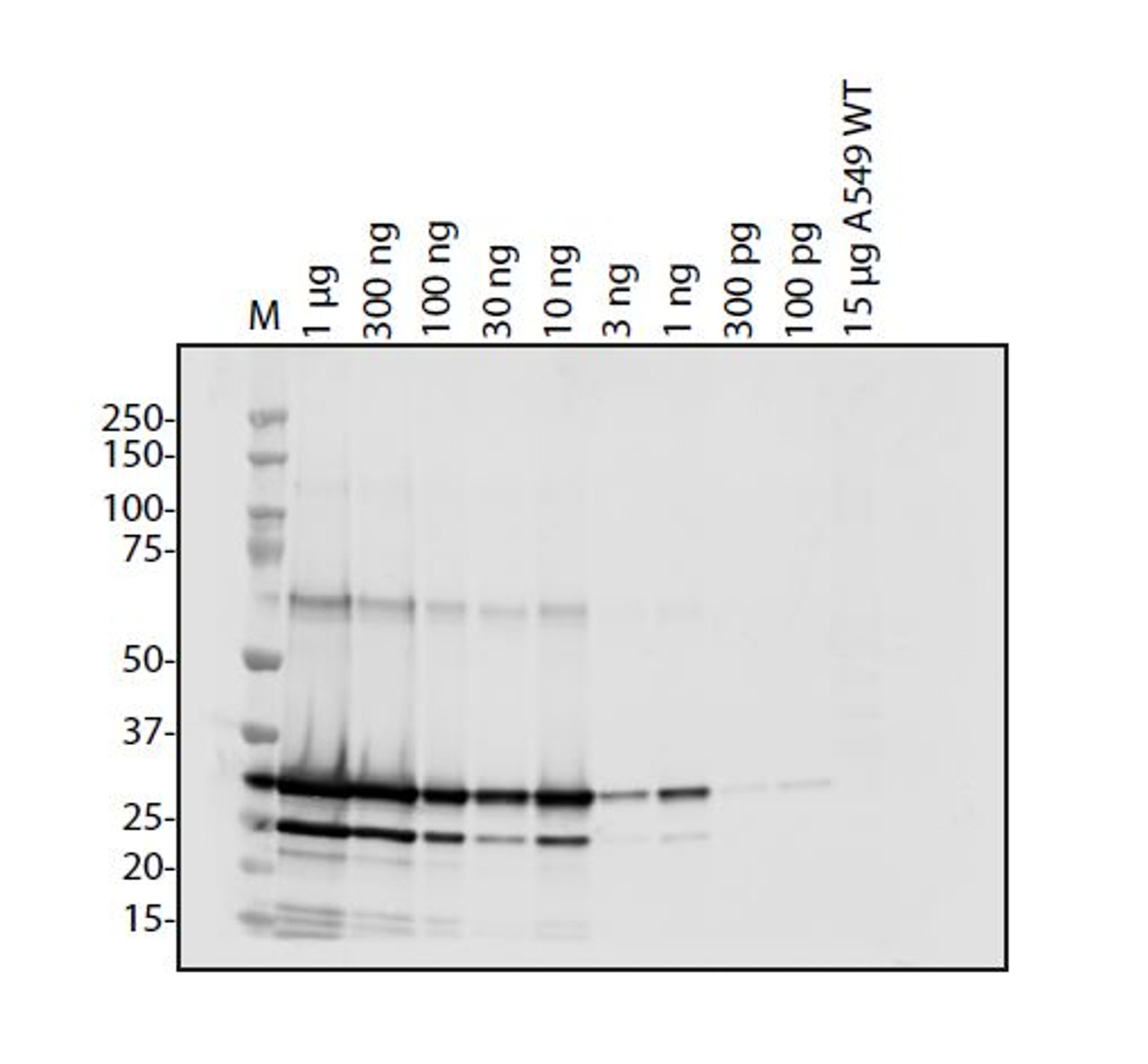 Antibody used at 1 &#956;g/ml in WB.