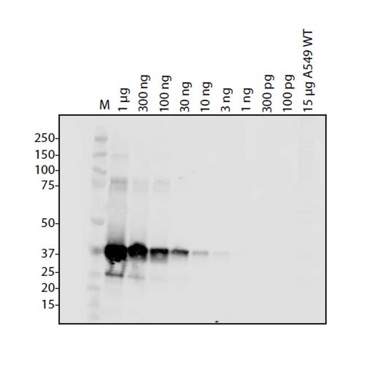 Antibody used at 1 &#956;g/ml in WB.