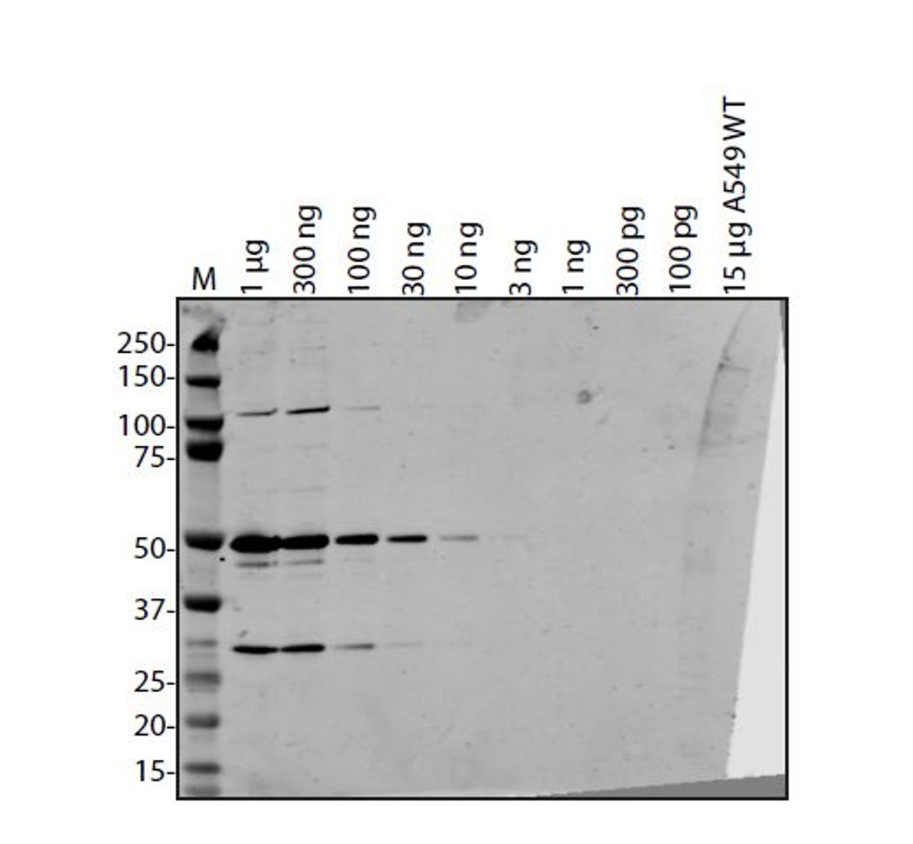 Antibody used at 1 &#956;g/ml in WB.