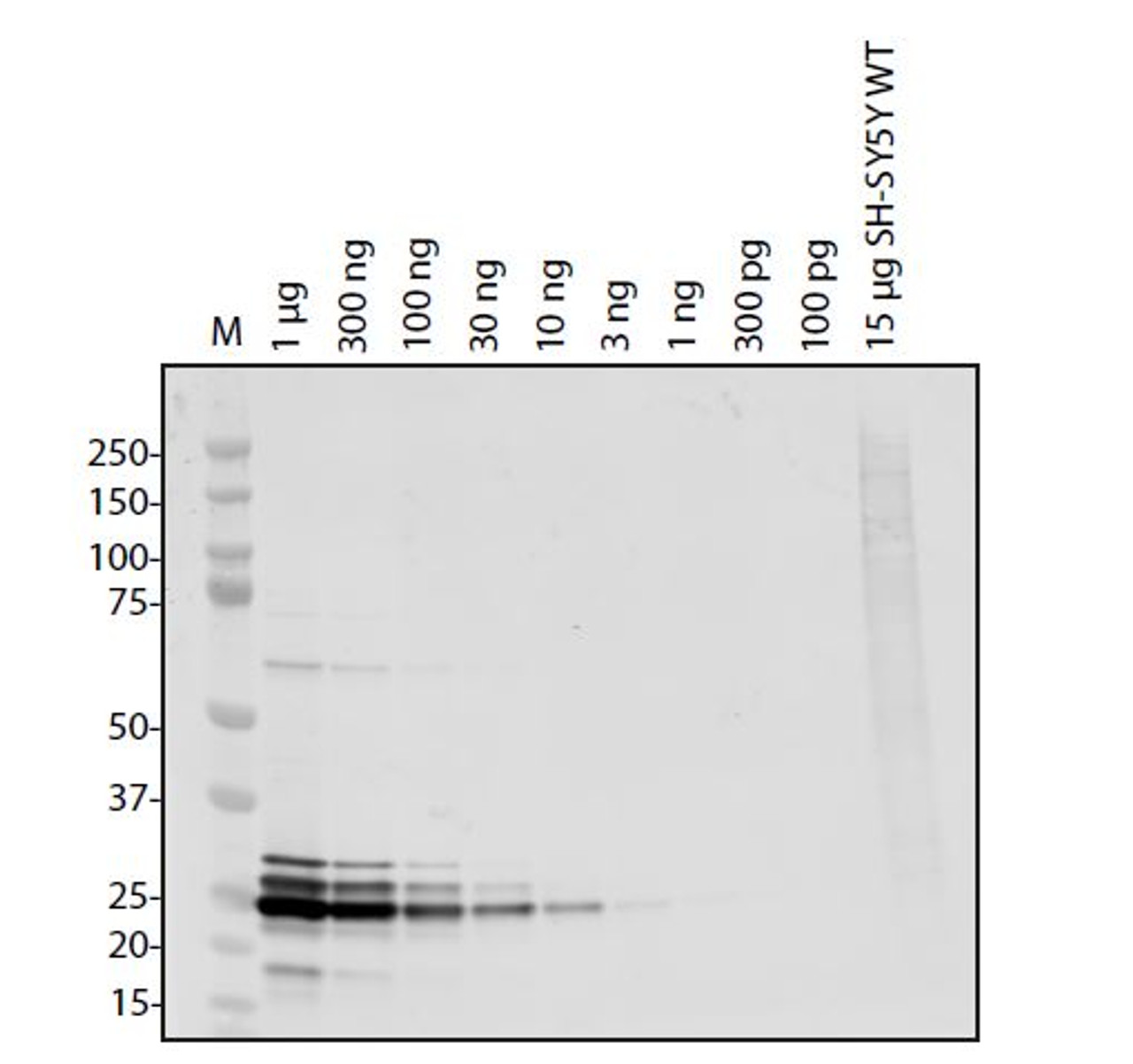 Antibody used at 1 &#956;g/ml in WB.