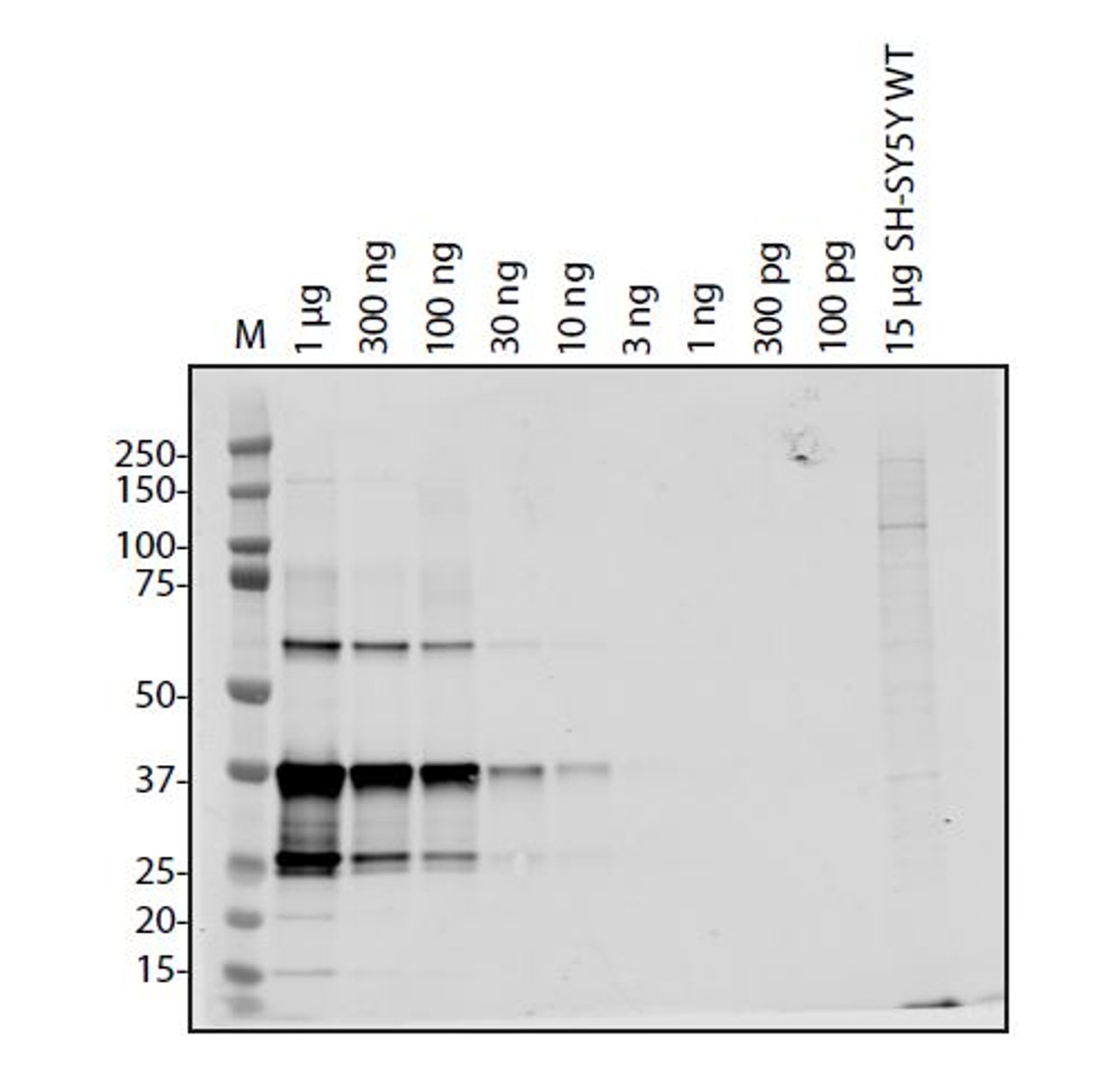 Antibody used at 1 &#956;g/ml in WB.