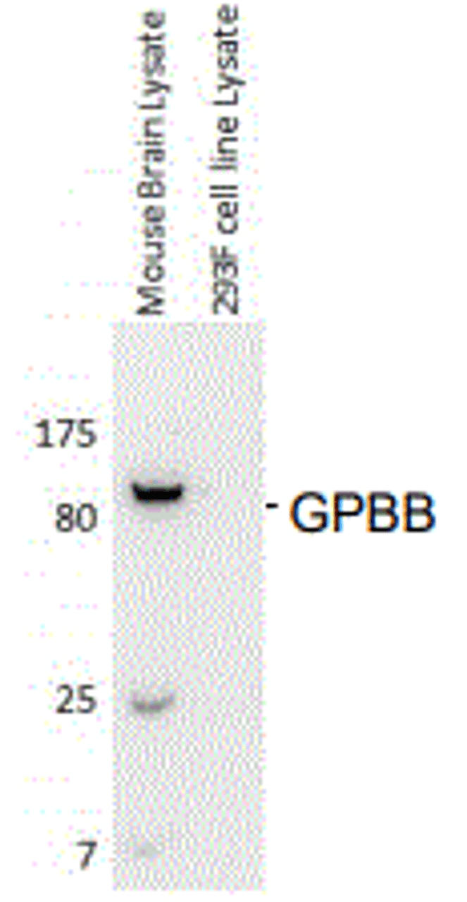 Antibody: 54-307 at 1/1000 dilution<br>Sample: 10 ng mouse brain lysate and 35ng HEK 293F lysate<br>Secondary HRP conjugated anti-Rabbit Fc at 1/50000 dilution<br>Predicted band size: 96 kDa<br>Observed band size: 96 kDa<br>Gel concentration: 4-20%