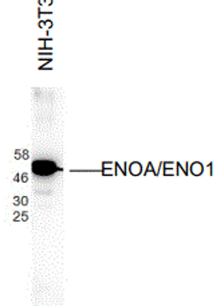 Antibody: 54-318 at 1/1000 dilution<br>Sample: NIH-3T3 at 30ug<br>Secondary: HRP conjugated anti-Rabbit Fc at 1/50000 dilution<br>Predicted band size: 47 kDa<br>Observed band size: 47 kDa<br>Gel concentration: 4-20%