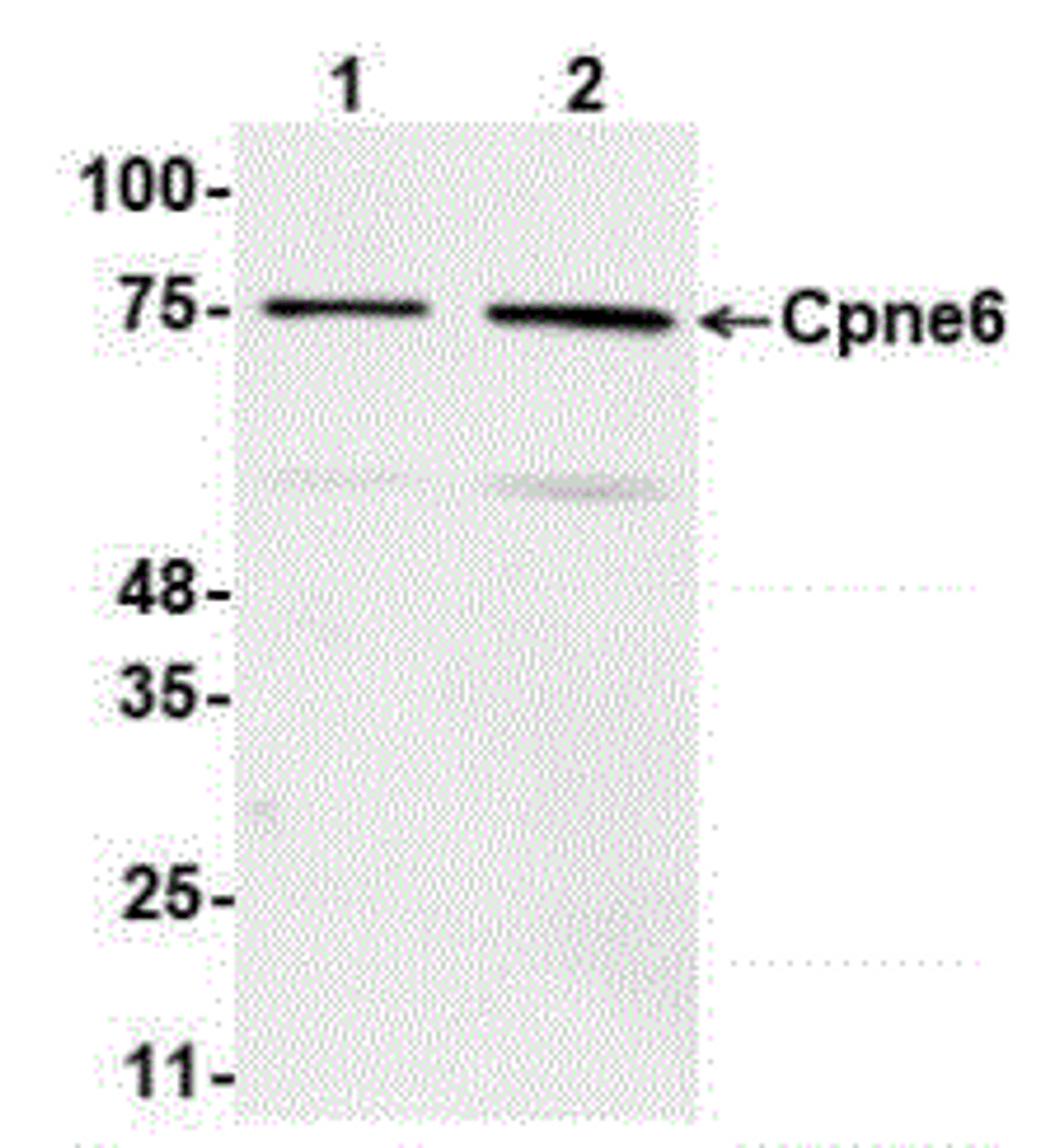 Antibody: 54-340 at 1/1000 dilution<br>Sample: Lane: 1 10 ug mouse brain tissue lysate. Lane: 2 25 ug mouse brain tissue lysate<br>Secondary: HRP-conjugated anti-rabbit IgG at 1/50000 dilution<br>Predicted band size: 61 kDa<br>Observed band size: 75 kDa<br>Gel concentration: 4-20%