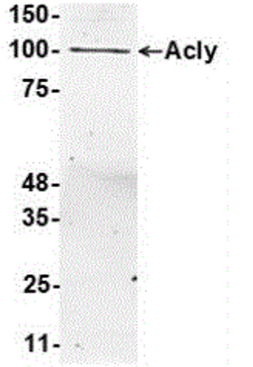 Antibody: 54-341 at 1/1000 dilution<br>Sample: 10 ug mouse brain tissue lysate<br>Secondary: HRP-conjugated anti-rabbit IgG at 1/50000 dilution<br>Predicted band size: 120 kDa<br>Observed band size: 101 kDa<br>Gel concentration: 4-20%