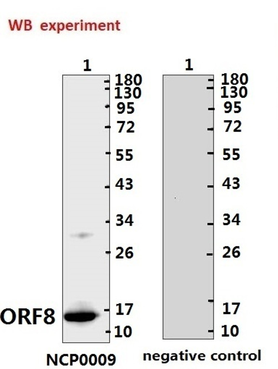 <strong>Figure 1 Western Blot Validation with Recombinant Protein</strong><br>Loading: 1ug of recombinant protein per lane. Antibodies: SARS-CoV-2 (COVID-19) ORF8 Antibody (IN) , 10-511, 1:500. Secondary: Goat anti-rabbit IgG HRP conjugate at 1:20000 dilution.
