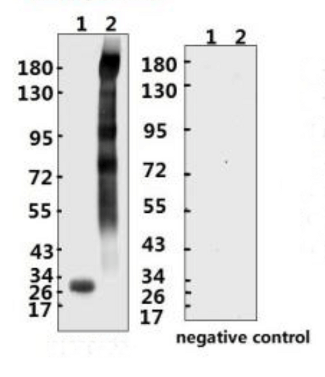 <strong>Figure 1 Western Blot Validation with Recombinant Protein</strong><br>Loading: 1ug of recombinant protein per lane. Lane 1: 10-008, Lane 2: 10-011 Antibodies: SARS-CoV-2 (COVID-19) Spike ECD, 10-528, 1:2000. Secondary: Goat anti-rabbit IgG HRP conjugate at 1:20000 dilution.