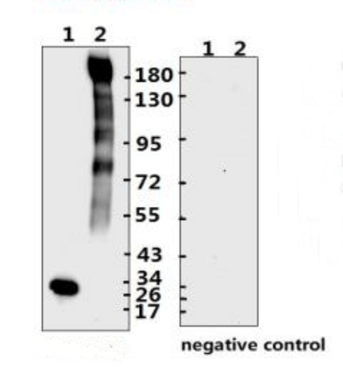 <strong>Figure 1 Western Blot Validation with Recombinant Protein</strong><br>Loading: 1ug of recombinant protein per lane. Lane 1: 10-007, Lane 2: 10-008 and Lane 3: 10-011. Antibodies: SARS-CoV-2 (COVID-19) Spike RBD, 10-529, 1:500. Secondary: Goat anti-rabbit IgG HRP conjugate at 1:20000 dilution.