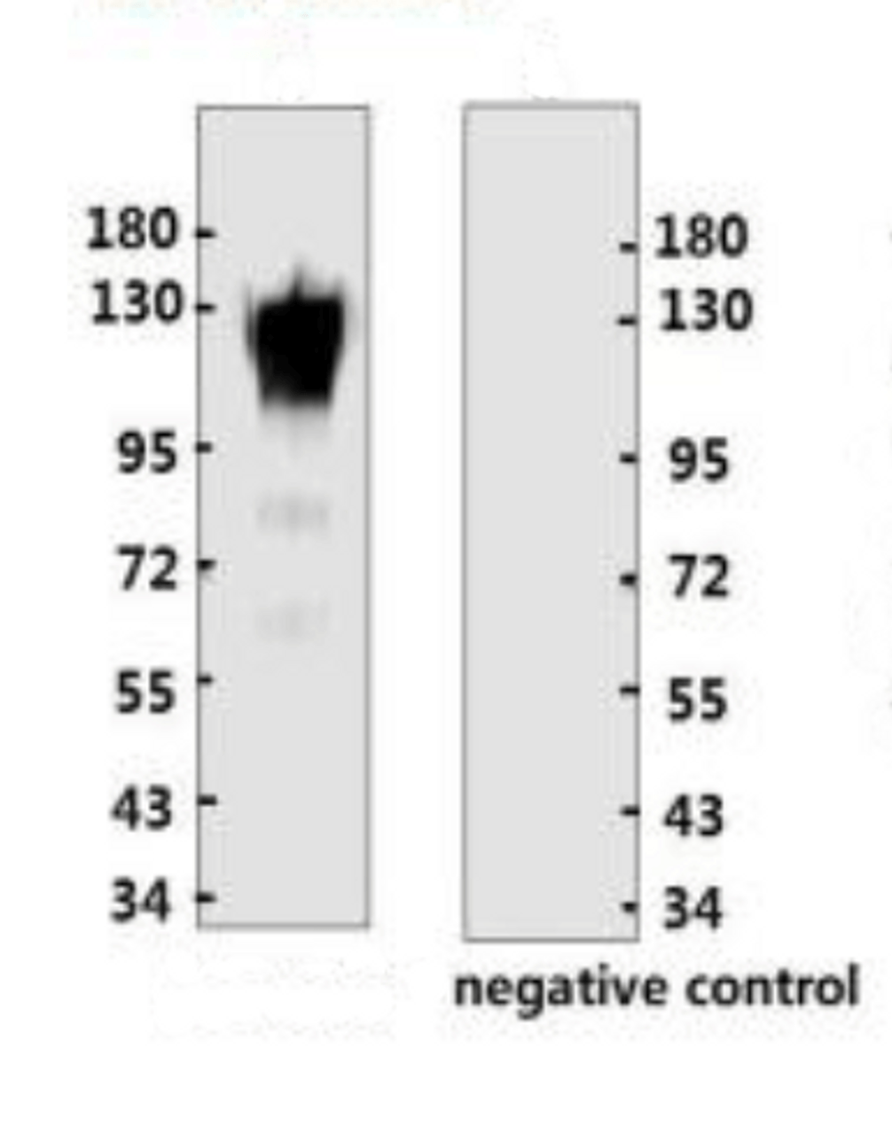 <strong>Figure 1 Western Blot Validation with Recombinant Protein</strong><br>Loading: 1ug of ACE-2 recombinant protein, 10-014, per lane. Antibodies: ACE2 Antibody, 10-531, 1:2000. Secondary: Goat anti-rabbit IgG (H+L) -HRP conjugate at 1:20000 dilution.