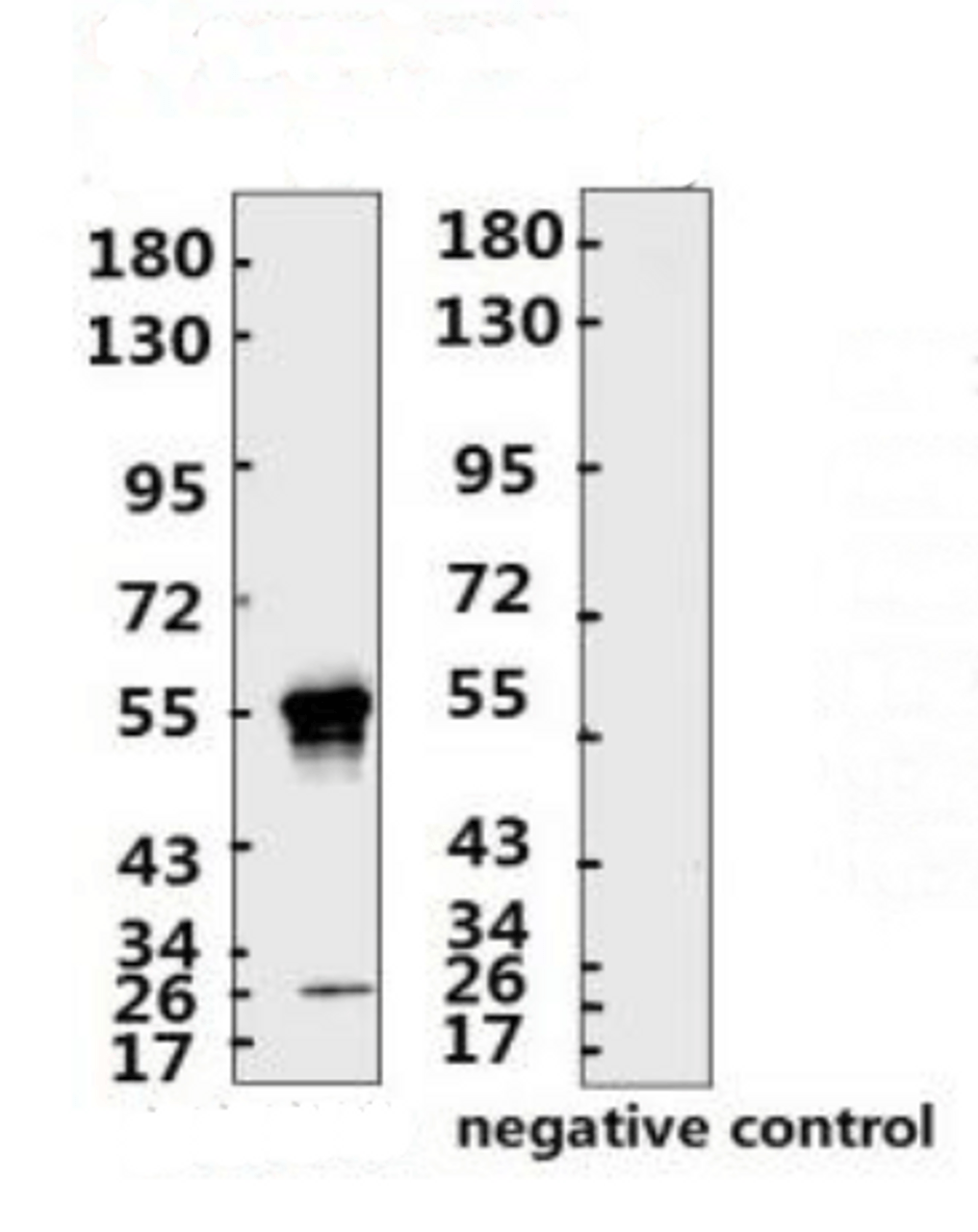 <strong>Figure 1 Western Blot Validation with Recombinant Protein</strong><br>Loading: 1ug of SARS-CoV-2 (COVID-19) nucleocapsid recombinant protein, 10-007, per lane. Antibodies: SARS-CoV-2 (COVID-19) Nucleocapsid Monoclonal Antibody, 10-536, 1:2000. Secondary: Goat anti-human IgG HRP conjugate at 1:5000 dilution.