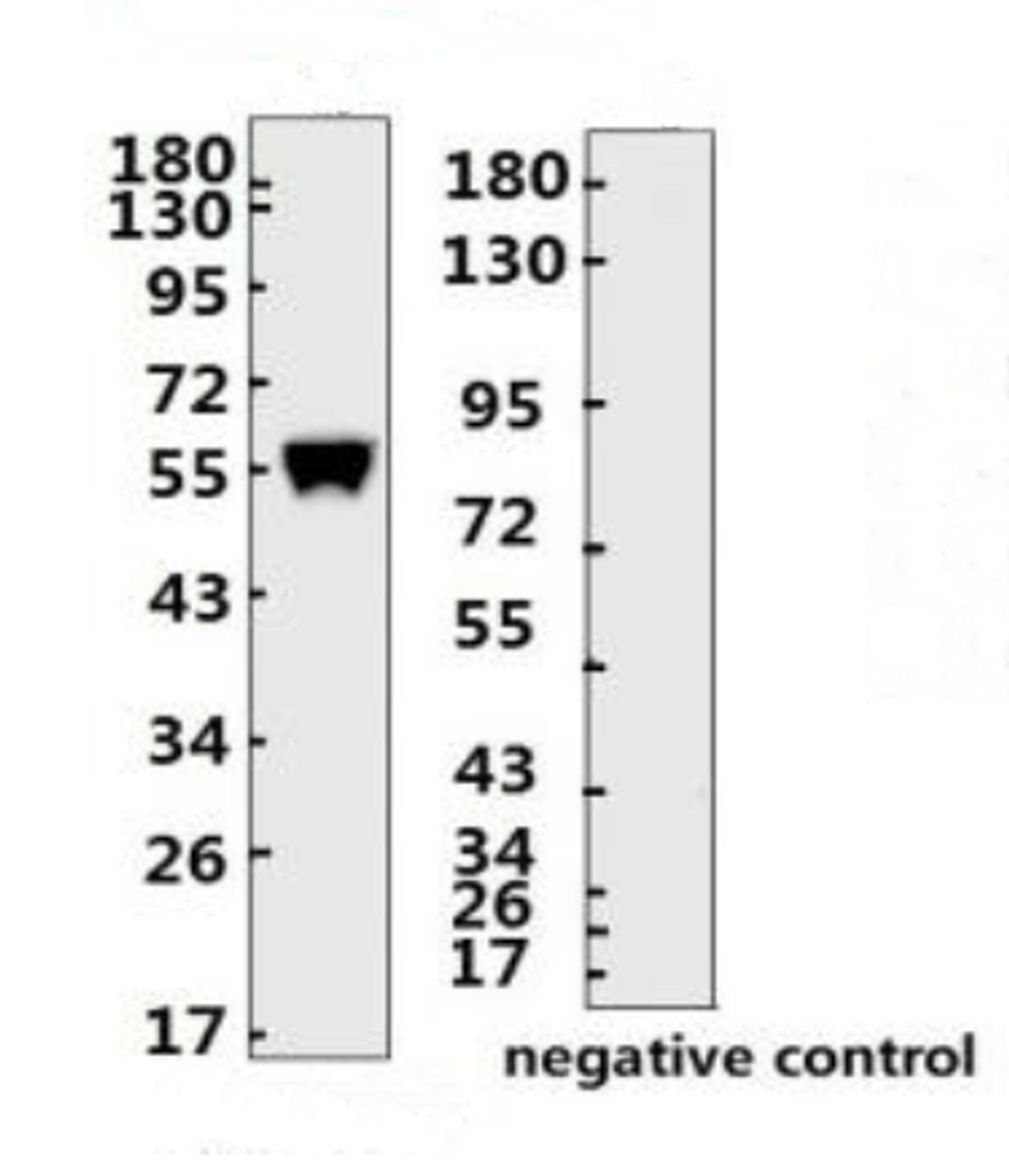 <strong>Figure 1 Western Blot Validation with Recombinant Protein</strong><br>Loading: 1ug of SARS-CoV-2 (COVID-19) nucleocapsid recombinant protein, 10-007, per lane. Antibodies: SARS-CoV-2 (COVID-19) Nucleocapsid Monoclonal Antibody, 10-540, 1:2000. Secondary: Goat anti-human IgG HRP conjugate at 1:5000 dilution.
