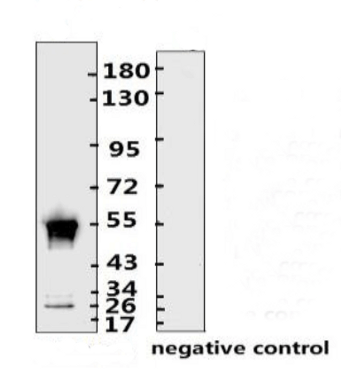 <strong>Figure 1 Western Blot Validation with Recombinant Protein</strong><br>Loading: 1ug of SARS-CoV-2 (COVID-19) nucleocapsid recombinant protein, 10-007, per lane. Antibodies: SARS-CoV-2 (COVID-19) Nucleocapsid Monoclonal Antibody, 10-542, 1:2000. Secondary: Goat anti-human IgG HRP conjugate at 1:5000 dilution.