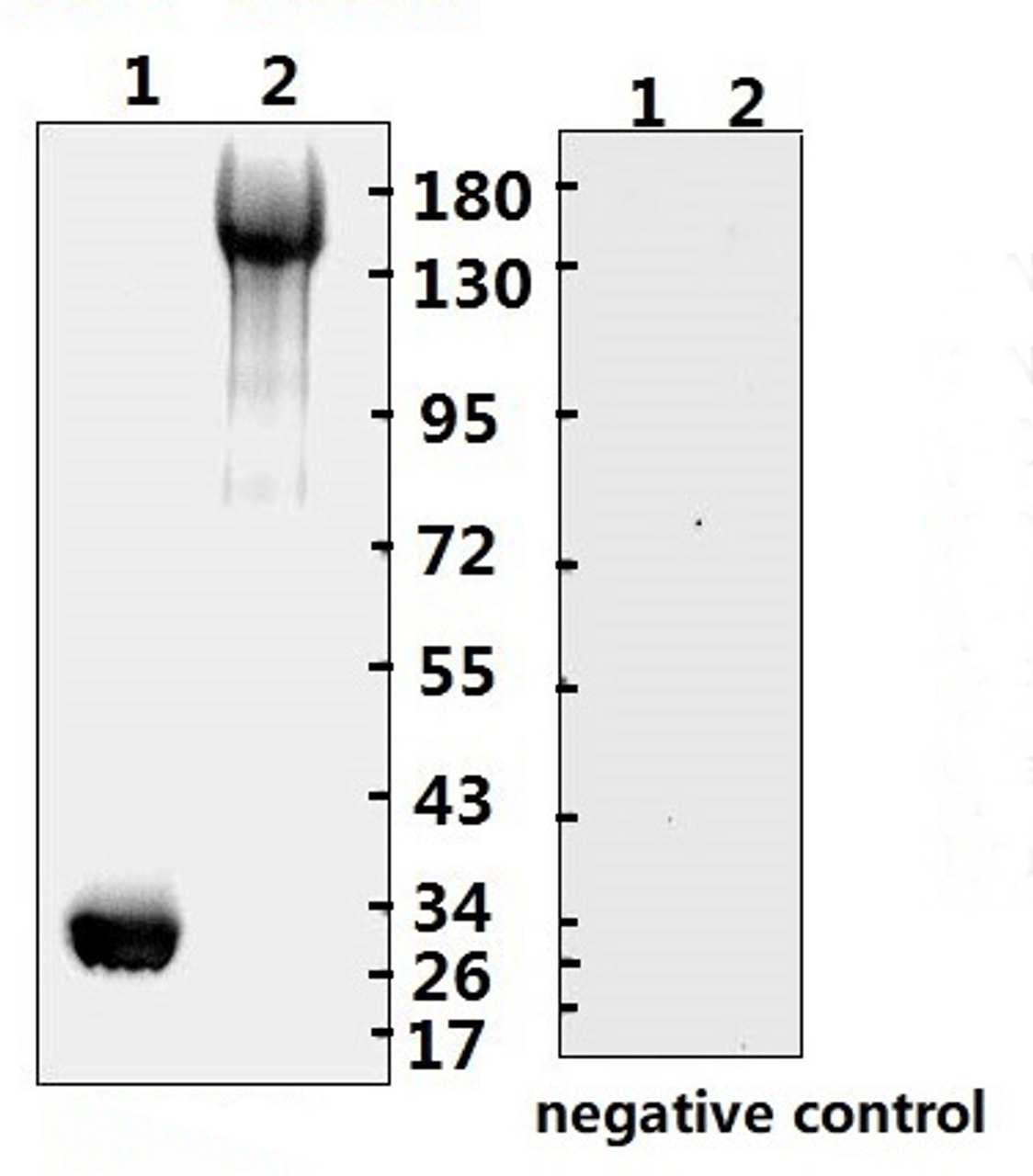 <strong>Figure 1 Western Blot Validation with Recombinant Protein</strong><br>Loading: 10ug of recombinant protein per lane. Lane 1: 10-008 and Lane 2: 10-011. Antibodies: SARS-CoV-2 (COVID-19) Spike-ECD/RBD Monoclonal, 10-553, 1:1000. Secondary: Goat anti-human IgG HRP conjugate at 1:5000 dilution.