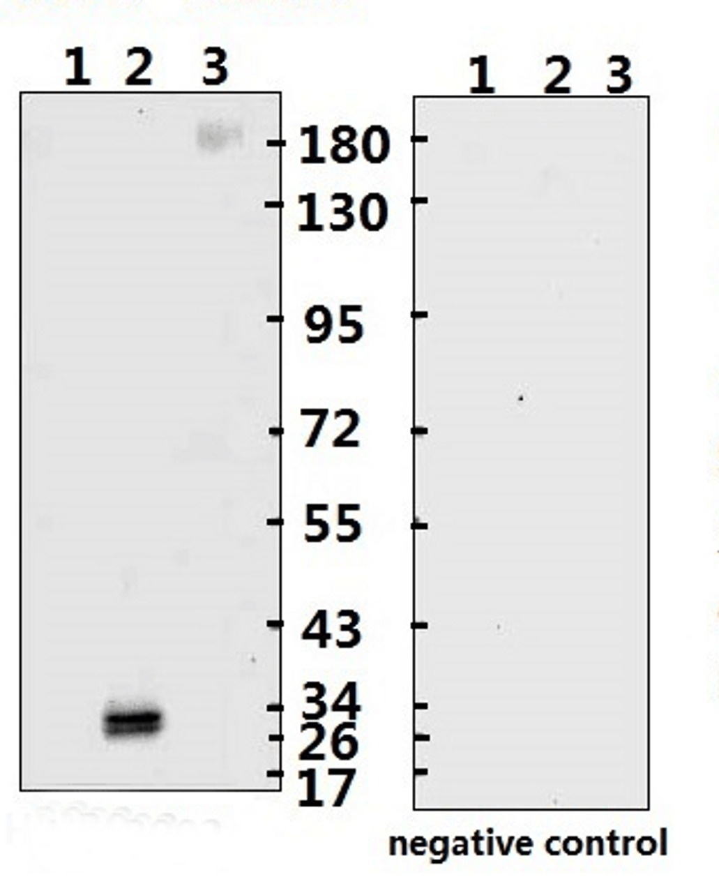 <strong>Figure 1 Western Blot Validation with Recombinant Protein</strong><br>Loading: 1ug of recombinant protein per lane. Lane 1: 10-007, Lane 2: 10-008 and Lane 3: 10-011. Antibodies: SARS-CoV-2 (COVID-19) Spike-ECD/RBD Monoclonal, 10-555, 1:500. Secondary: Goat anti-human IgG HRP conjugate at 1:5000 dilution.