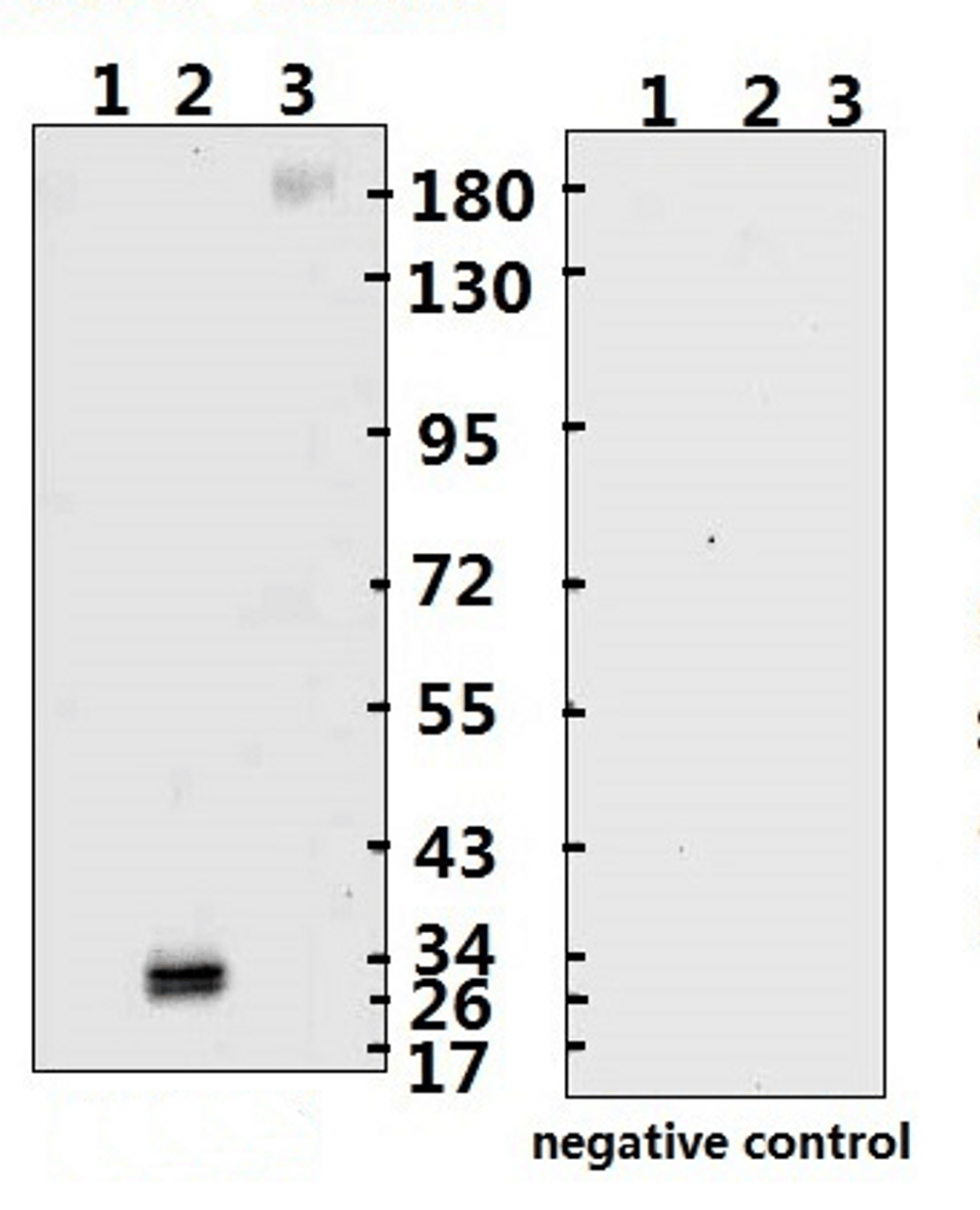 <strong>Figure 1 Western Blot Validation with Recombinant Protein</strong><br>Loading: 1ug of recombinant protein per lane. Lane 1: 10-007, Lane 2: 10-008 and Lane 3: 10-011. Antibodies: SARS-CoV-2 (COVID-19) Spike-ECD/RBD Monoclonal, 10-556, 1:500. Secondary: Goat anti-human IgG HRP conjugate at 1:5000 dilution.