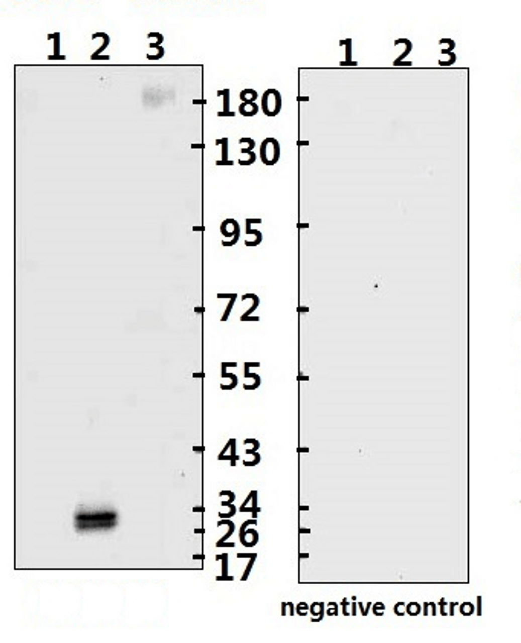 <strong>Figure 1 Western Blot Validation with Recombinant Protein</strong><br>Loading: 1ug of recombinant protein per lane. Lane 1: 10-007, Lane 2: 10-008 and Lane 3: 10-011. Antibodies: SARS-CoV-2 (COVID-19) Spike-ECD/RBD Monoclonal, 10-558, 1:500. Secondary: Goat anti-human IgG HRP conjugate at 1:5000 dilution.