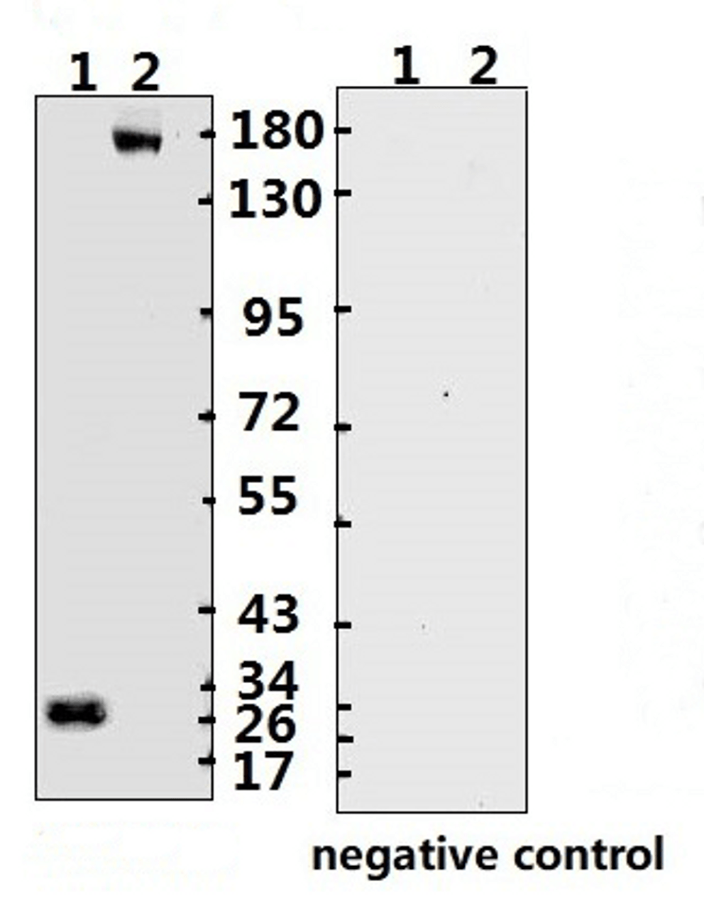 <strong>Figure 1 Western Blot Validation with Recombinant Protein</strong><br>Loading: 1ug of recombinant protein per lane. Lane 1: 10-008 and Lane 2: 10-011. Antibodies: ARS-CoV-2 (COVID-19, 2019-nCoV) Spike-ECD Monoclonal, 10-566, 1:500. Secondary: Goat anti-human IgG HRP conjugate at 1:5000 dilution.