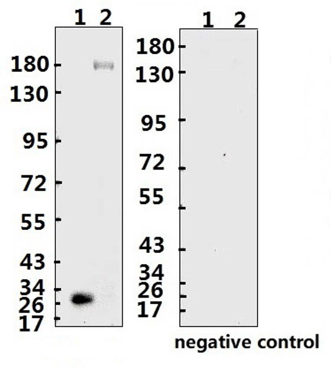 <strong>Figure 1 Western Blot Validation with Recombinant Protein</strong><br>Loading: 1ug of recombinant protein per lane. Lane 1: 10-008 and Lane 2: 10-011. Antibodies: ARS-CoV-2 (COVID-19, 2019-nCoV) Spike-ECD Monoclonal, 10-567, 1:4000. Secondary: Goat anti-human IgG HRP conjugate at 1:5000 dilution.