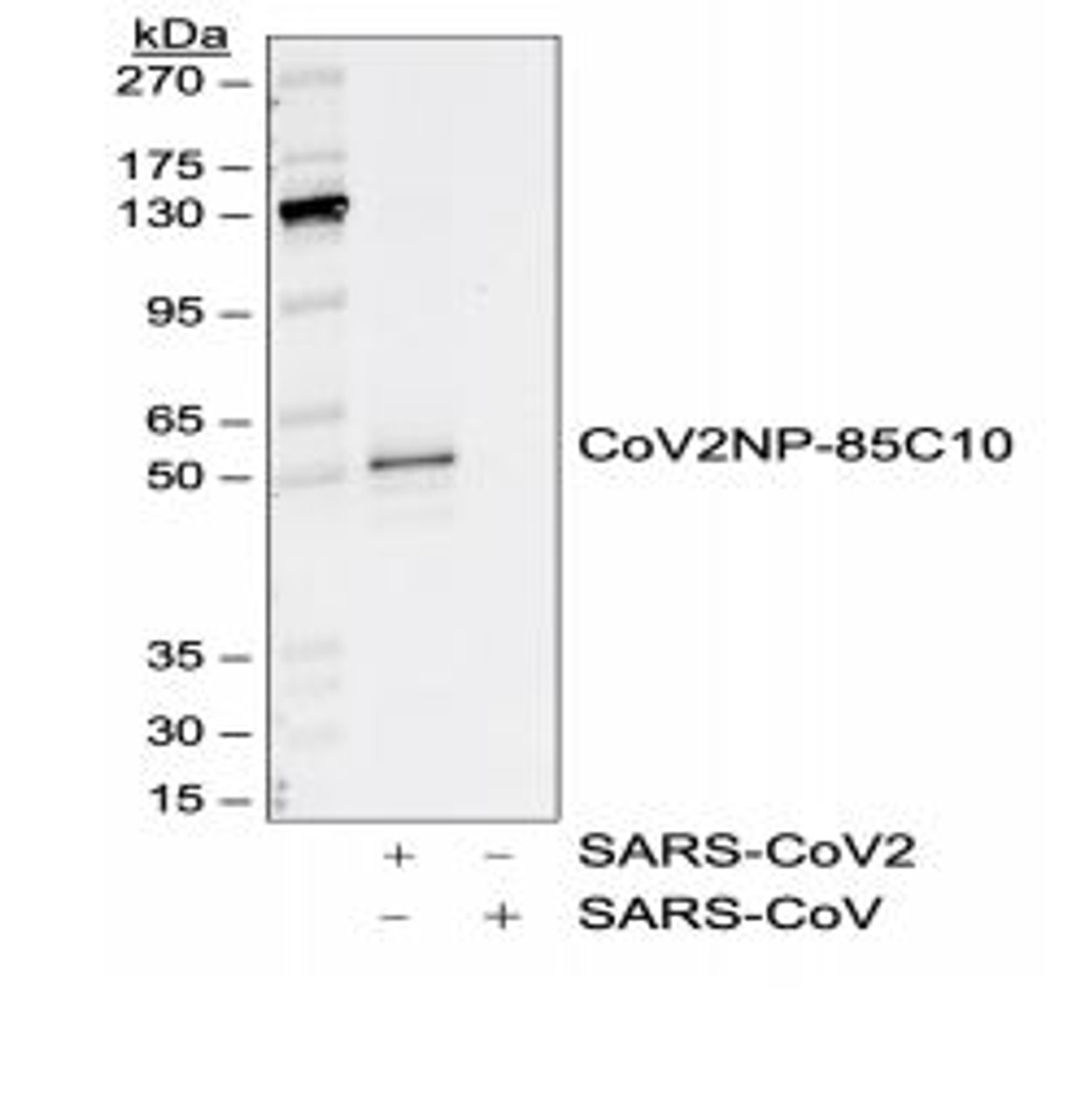 Western blot analysis of SARS-CoV2 and SARS-CoV nucleocapsid protein (50 ng) probed with 1 ug/mL CoV2NP rabbit monoclonal antibody (85C10) , CoV2NP-85C10.