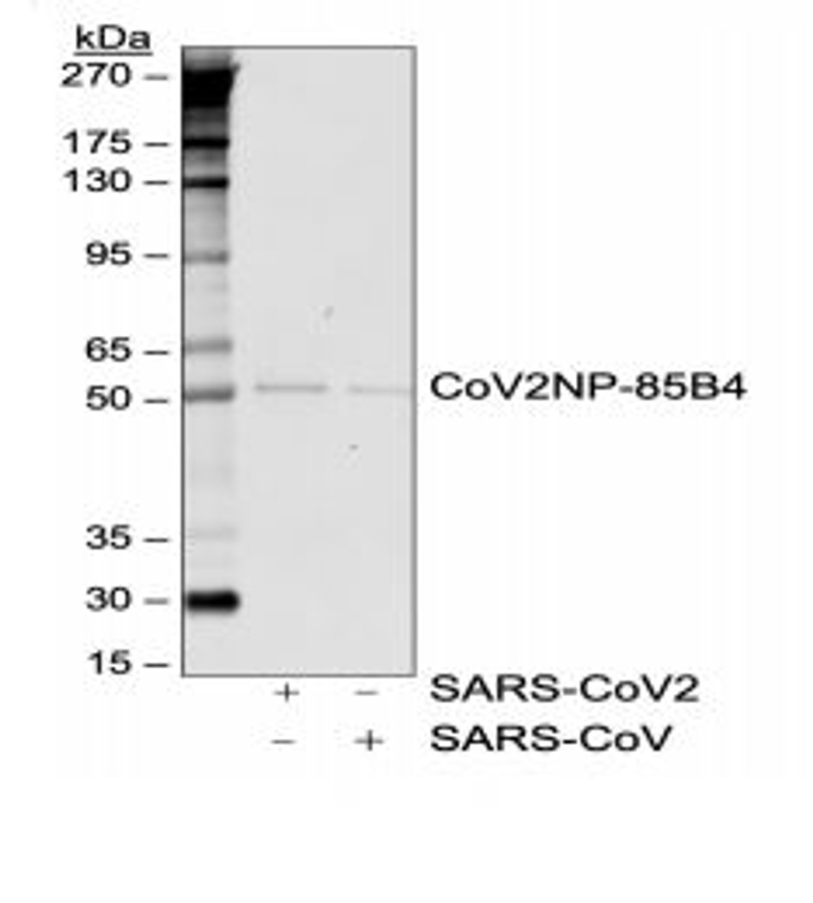 Western blot analysis of SARS-CoV2 and SARS-CoV nucleocapsid protein (50 ng) probed with 1 ug/mL CoV2NP rabbit monoclonal antibody (85B4) , CoV2NP-85B4.