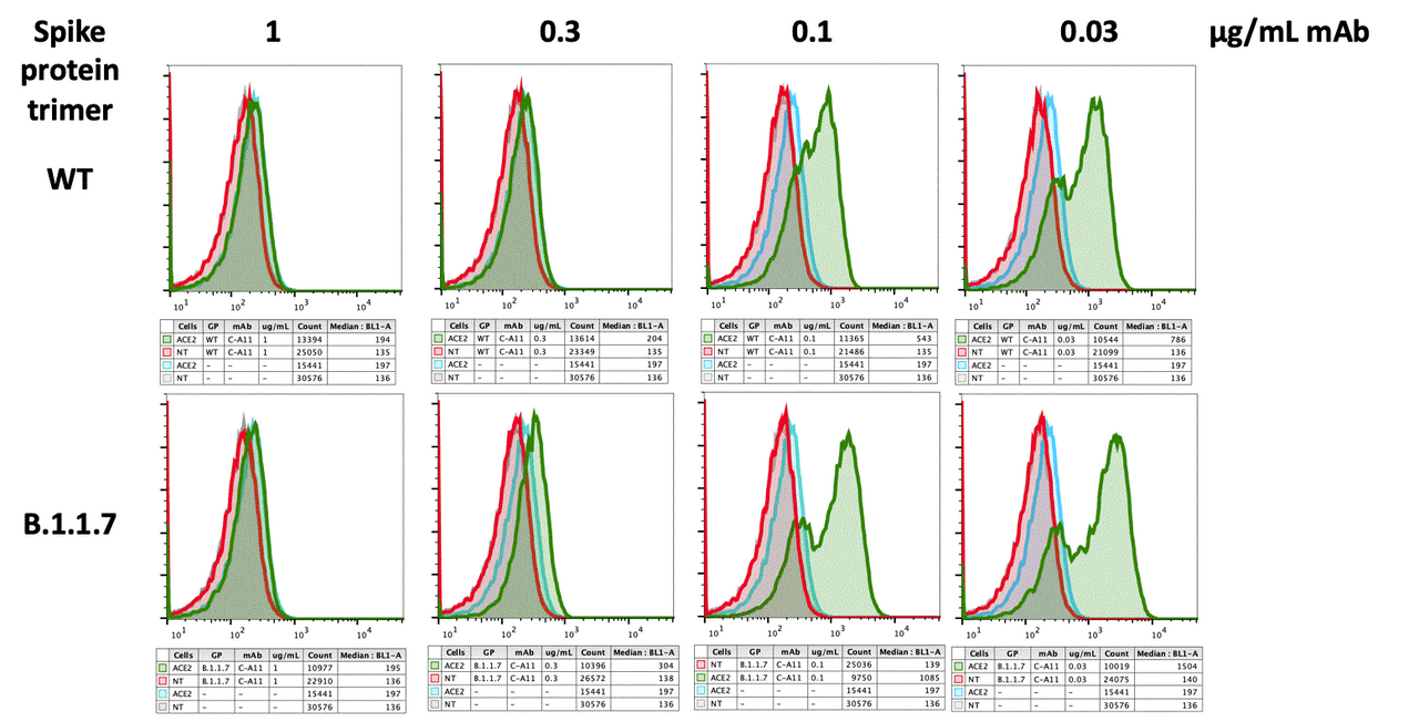 Flow cytometry neutralizing assay: C-A11 displayed dose dependent blocking of spike proteins (wild type and UK variant) to ACE2 expressing cells.