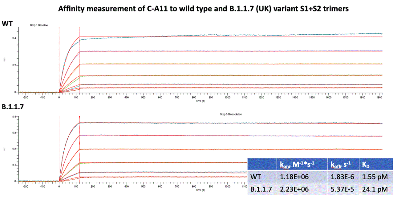 Affinity assessment of SARS-CoV-2 C-A11 IgG to wild type and B.1.1.7 (UK) S1+S2 trimers. C-A11 possesses very low (pM) KD affinity to both variants.