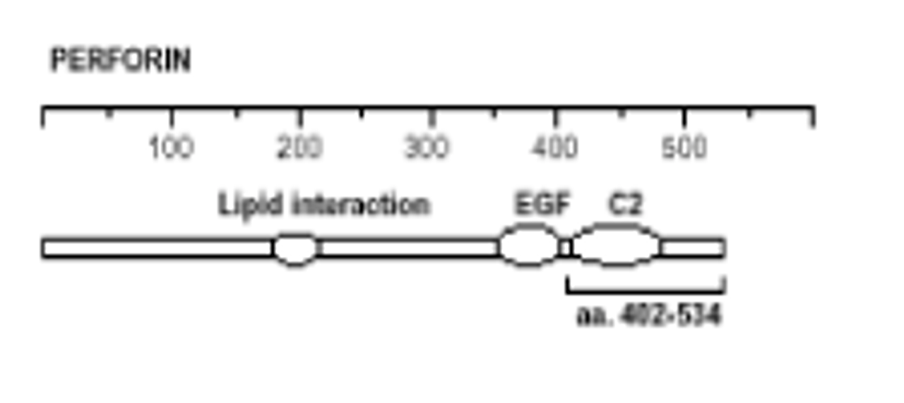 The immunogen is recombinant mouse perforin amino acids 98-534. The antibody recognizes an epitope within aa 402-534. Schematic structure of mouse perforin (recombinant, aa. 98-534) as seen in this image.