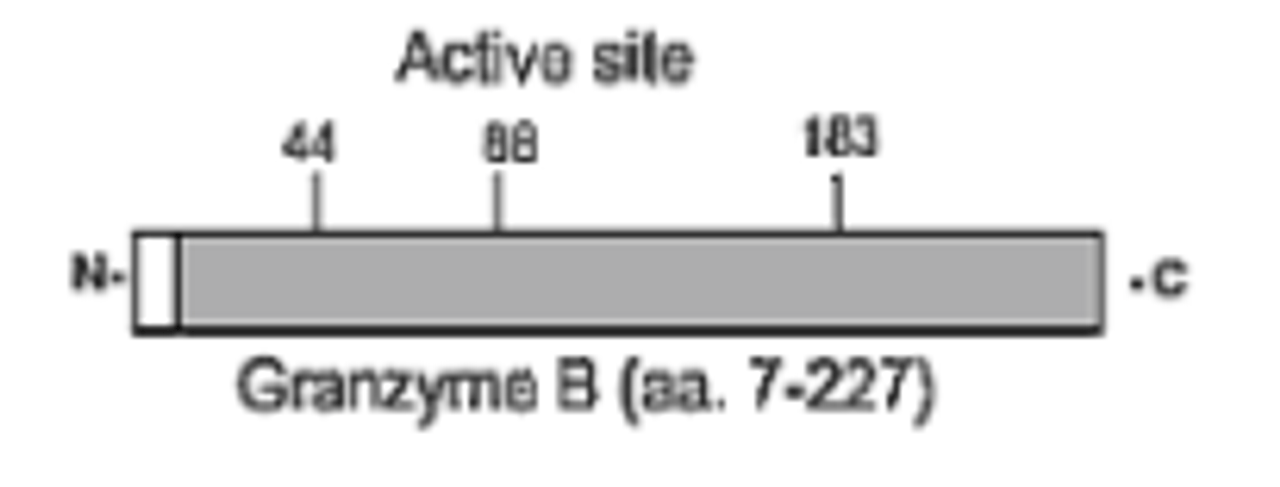 The immunogen is recombinant human granzyme B, amino acids 7-227. Schematic structure of human granzyme B (recombinant, aa. 7-227) as seen in this image.