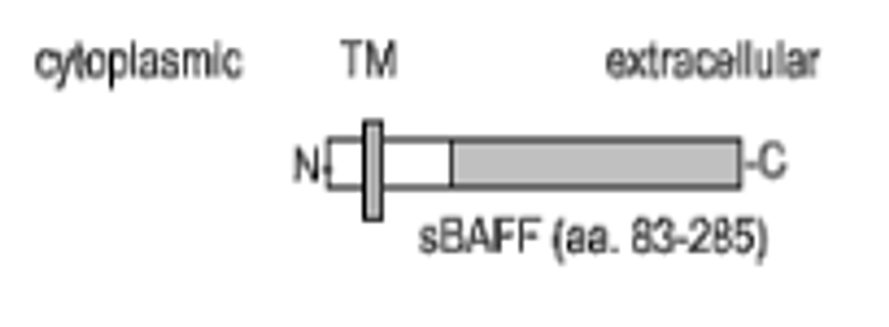 The immunogen is recombinant human soluble BAFF, amino acids 83-285. Anti-BAFF (MAb Buffy-2) recognizes the TNF homology domain. Schematic structure of human soluble BAFF (rec.) (aa 83-285) as seen in this image.