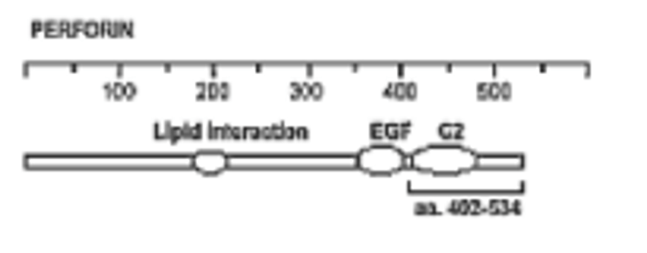 The immunogen is recombinant mouse perforin, amino acids 98-534. Anti-Perforin (MAb CE2.10) recognizes an epitope within amino acids 402-534. Schematic structure of mouse perforin (recombinant, aa. 98-534) as seen in this image.