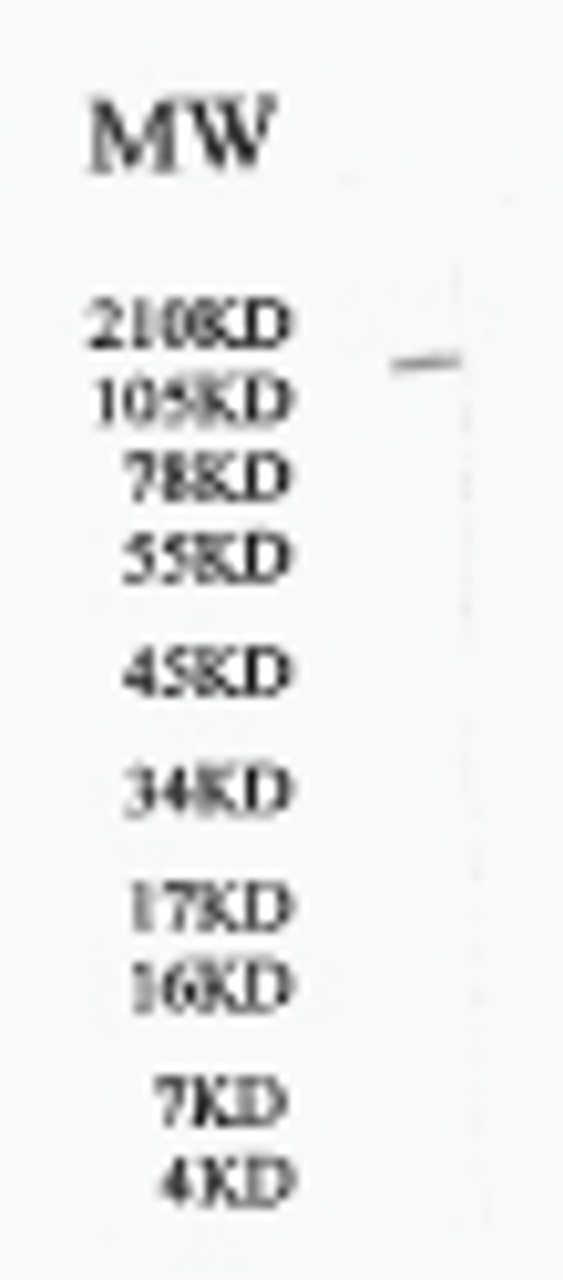 APP Antibody | XG-6130