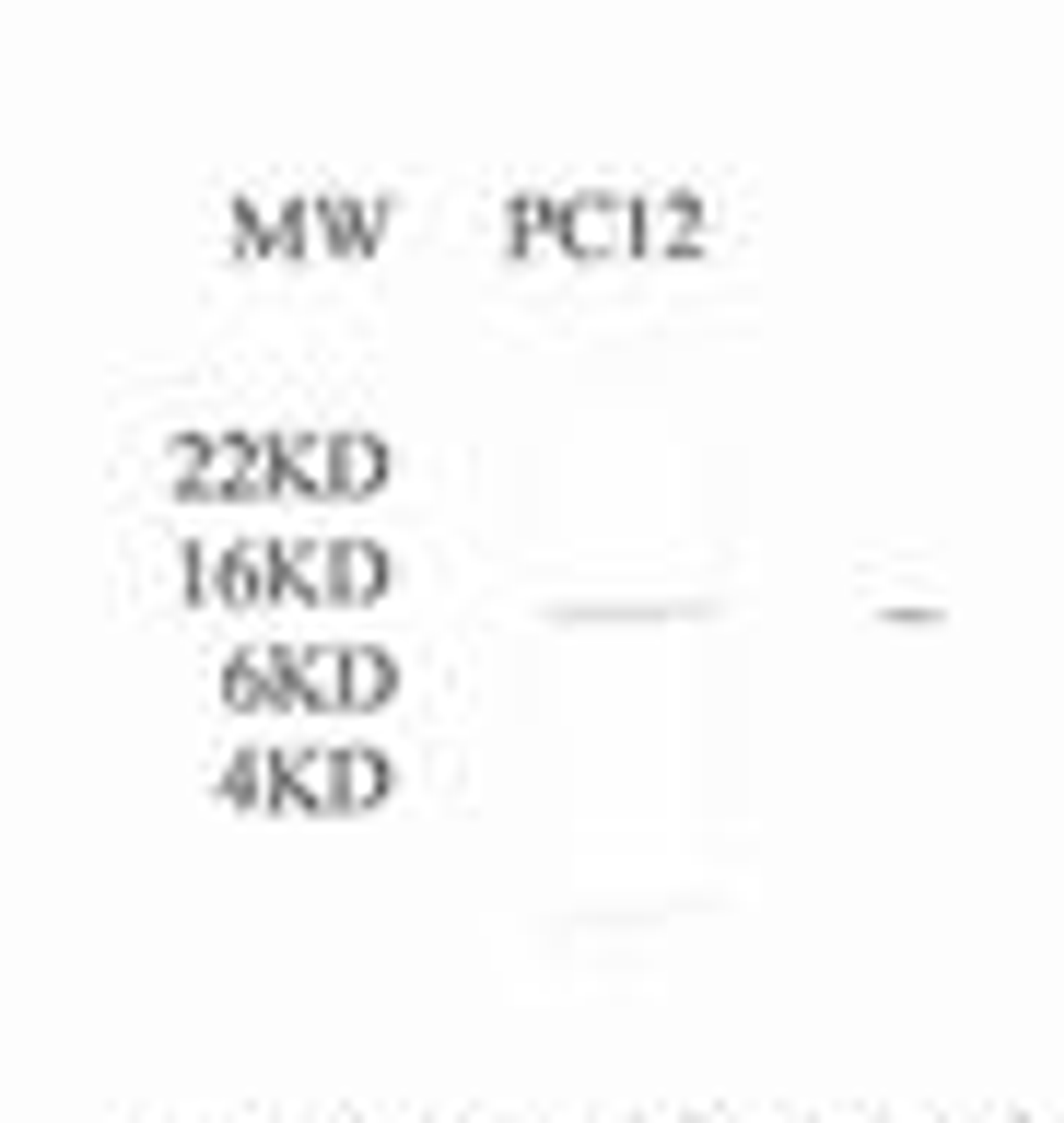 Western Blot analysis of XG-6131 chicken anti-cytochrome c on rat PC12 cell lysate (30 &#956;g)