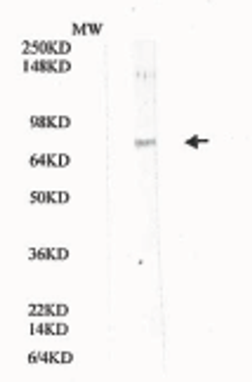 IFNAR2 Antibody | XG-6162