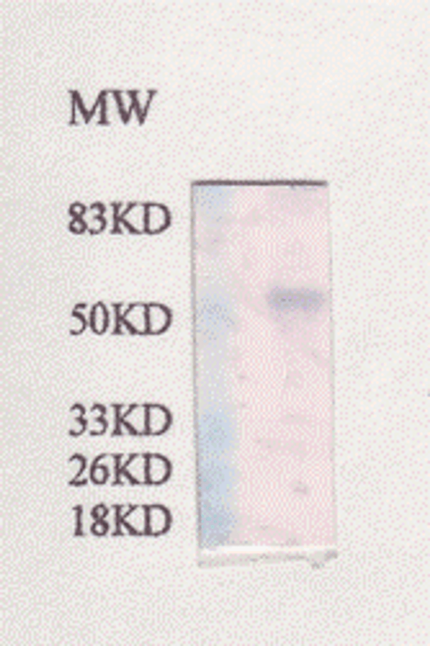 Thymosin Antibody | XG-6168