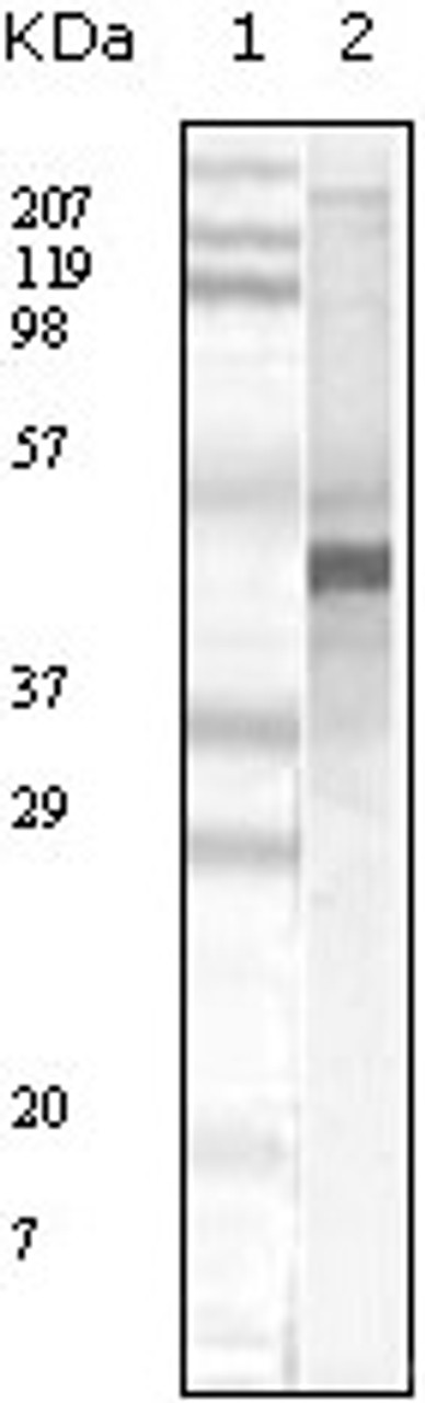 Western blot analysis using Apoa5 monoclonal antibody against human serum total protein.