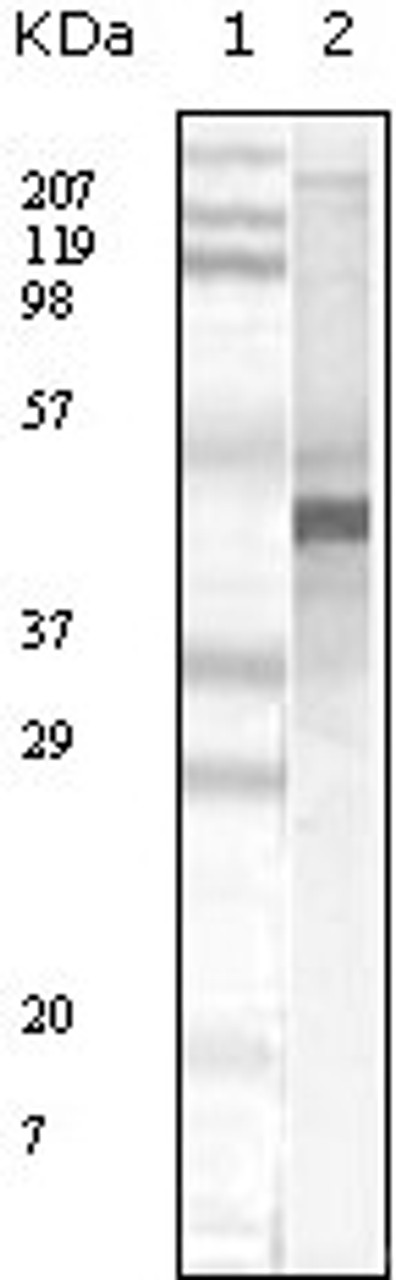 Western blot analysis using Apoa5 monoclonal antiobdy against truncated Apoa5 recombinant protein.