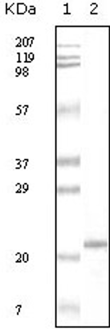 Western blot analysis using Apoa5 monoclonal antibody against truncated Apoa5 recombinant protein.