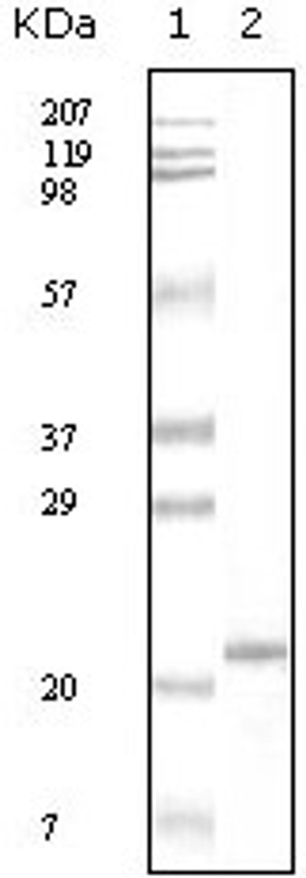 Western blot analysis using Apoa5 monoclonal antiobdy against human serum total protein.